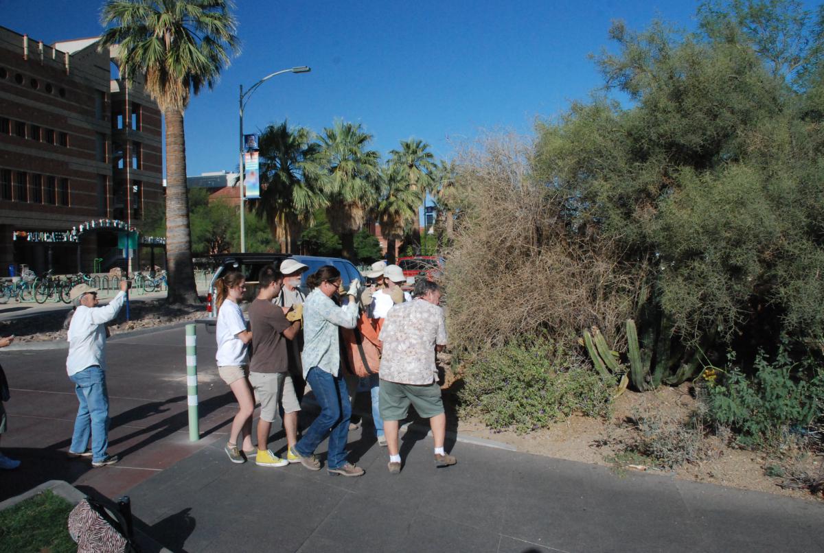A very heavy saguaro specimen is transported to the JWG.