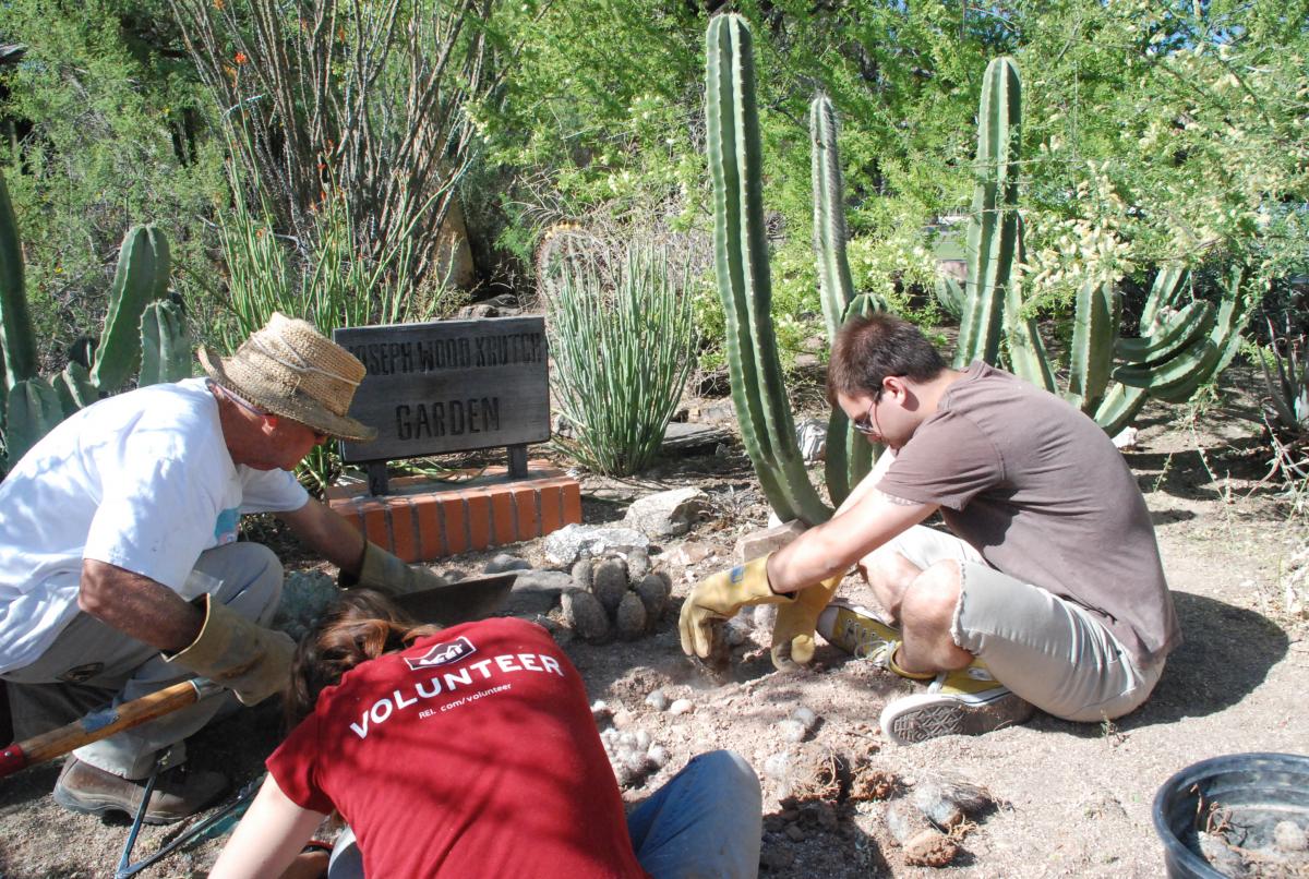 Bill Thornton, TCSS member and long-time supporter of the Campus Arboretum oversees students installing new mammallarias.