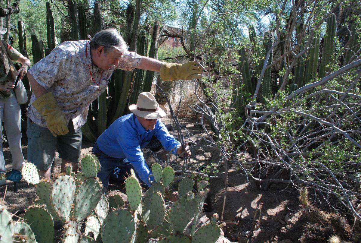 New night blooming cereus plants preserve an historic aspect of the garden collections.