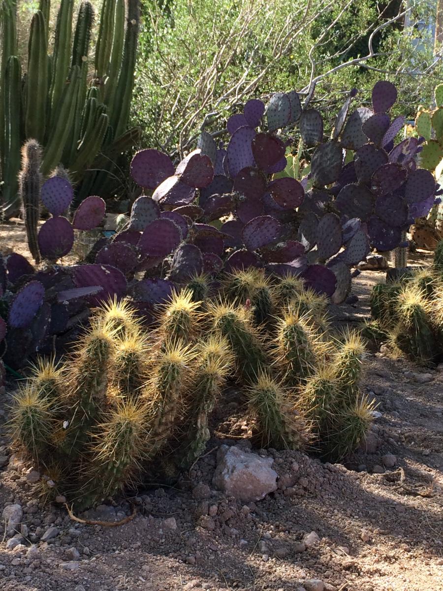 New hedgehogs nestle in near the existing senita and santa rita prickly pear.