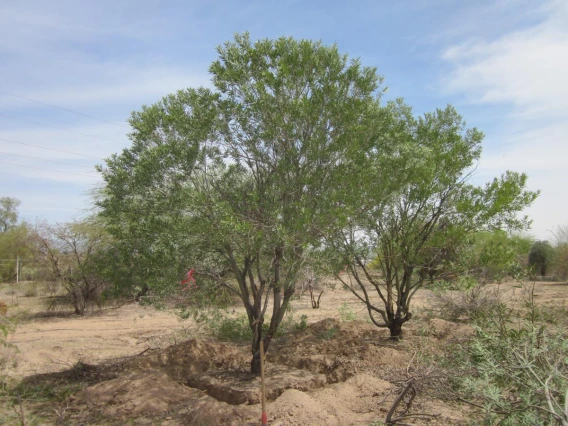 Vachellia pruinocarpa with the initial trench delineated before boxing begins.