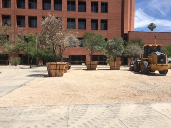 The boxed trees near the site ready for installation! 