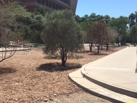 After installation of DELEP trees