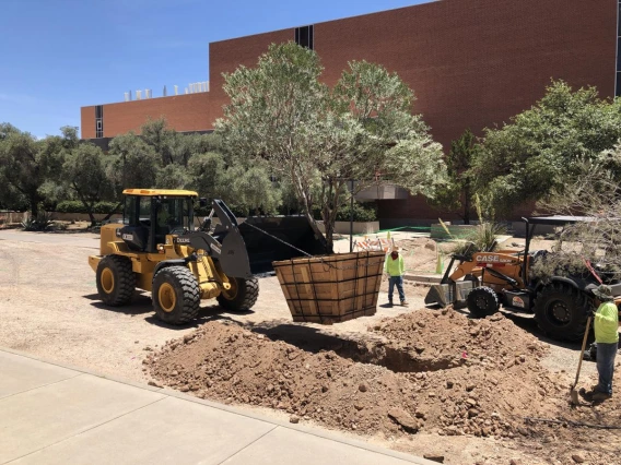 Access to the site for such large plants was challenging. Here, a boxed tree is negotiated through a pedestrian walk way to the installation site
