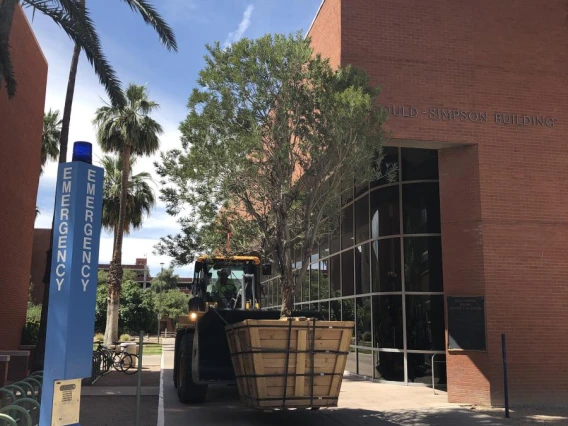 Access to the site for such large plants was challenging. Here, a boxed tree is negotiated through a pedestrian walk way to the installation site