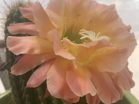 blooming cactus