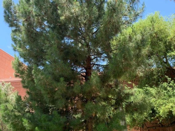 A sponsored tree dedicated to John Price, who brought Peter's family to Arizona.