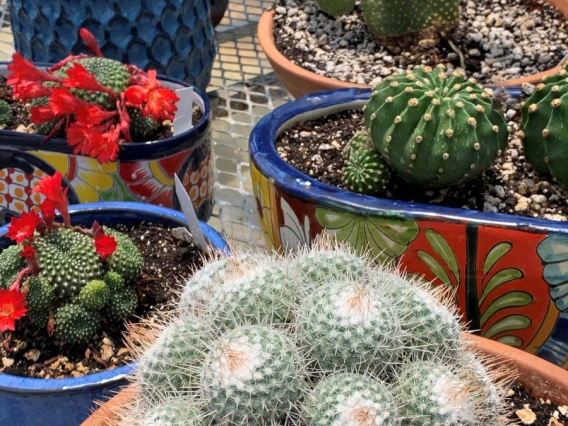 potted plants