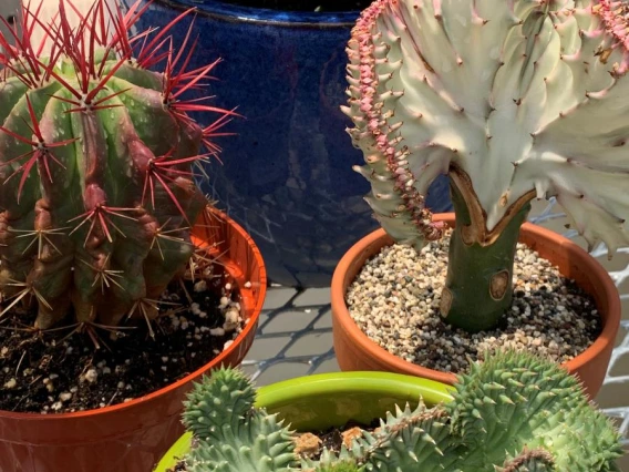 potted plants