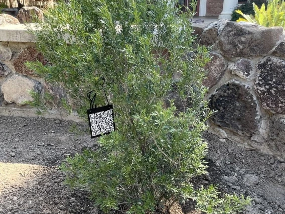 keith tree site