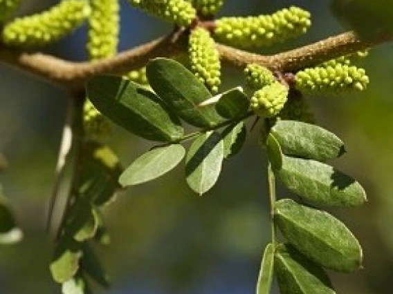 Legume