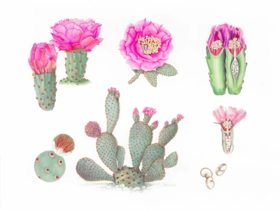 Opuntia basilaris
