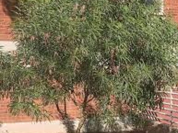 A specimen of this species (V. pruinocarpa) grown from DELEP seed and planted by undergraduate students in 2013.