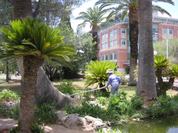 nancy cleaning the fish pond