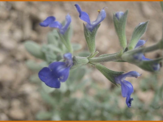 Salvia
