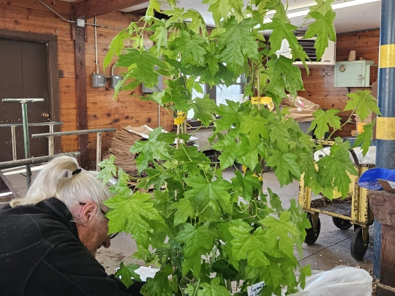 NASA Moon Tree Prep