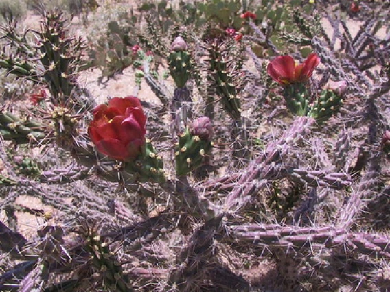 Cylindropuntia versicolor