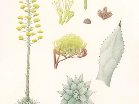 parrys agave