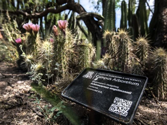 Arboretum Sign in Krutch Garden