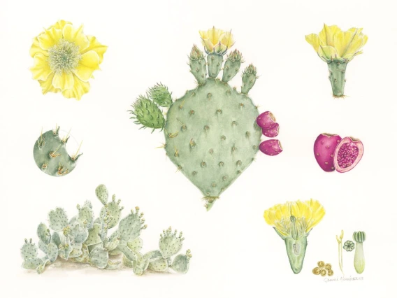 engelman prickly pear