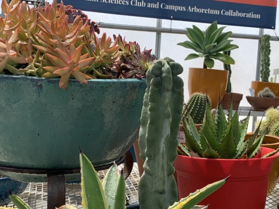 Conservatory Banner