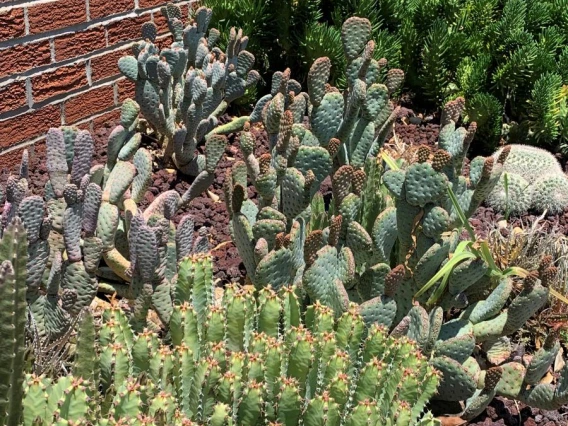 2021 Coral