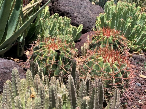 2021 Coral