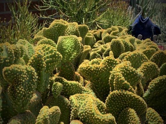 2021 Coral