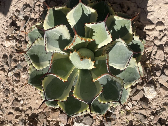agave