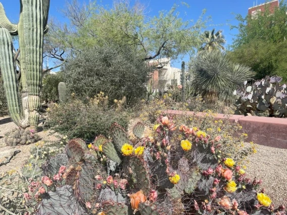 Krutch Garden Native Plants