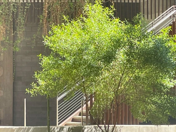 ENR2 Tree