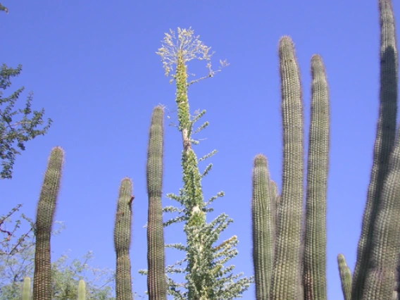 organ pipe