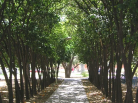 cit aur allee