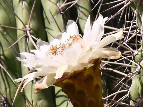 organ pipe
