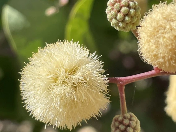 Senegallia crassifolia