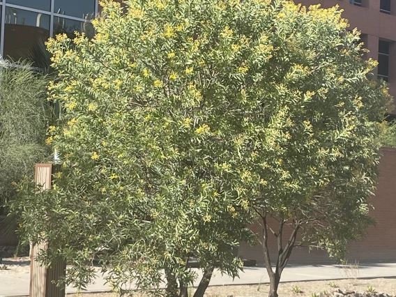 Acacia pruinocarpa crop