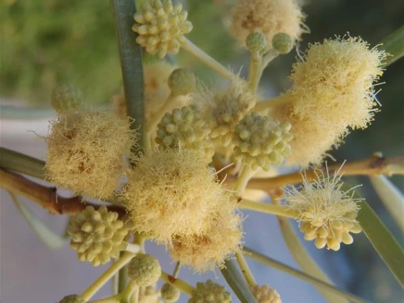 Acacia stenophylla