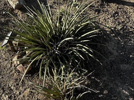 Agave felgeri