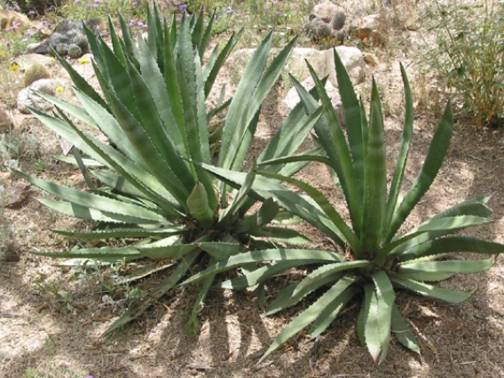 agave murph