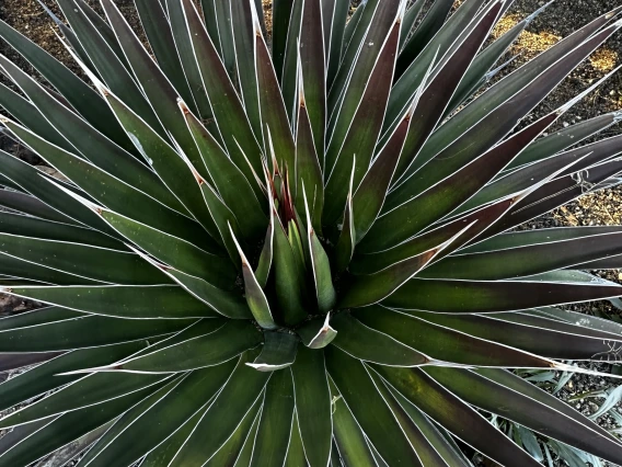 Agave ocahui