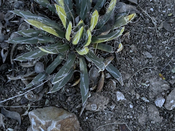 Agave parv