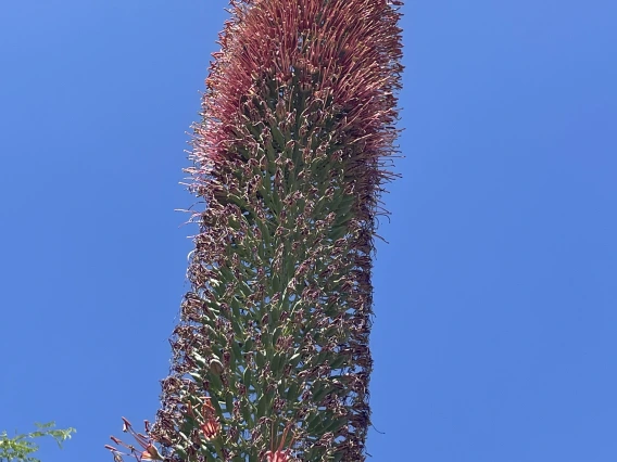 Agave pelona