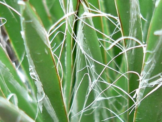 Agave toumeyana