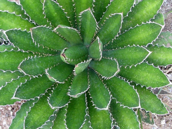 Agave lophantha