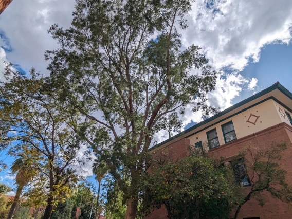 Albizia sinaloensis