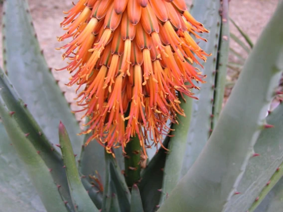 Aloe ferox
