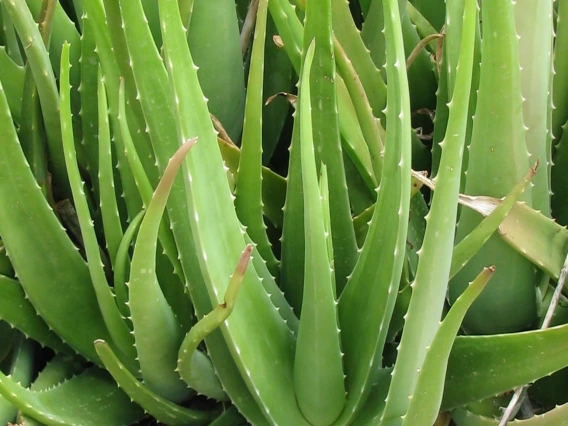 aloe vera