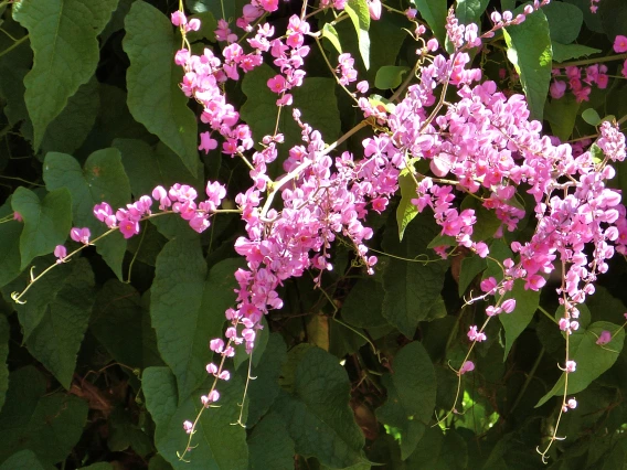 Antigonon leptopus