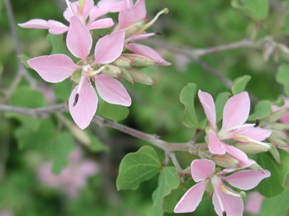 Bauhinia lunarioides