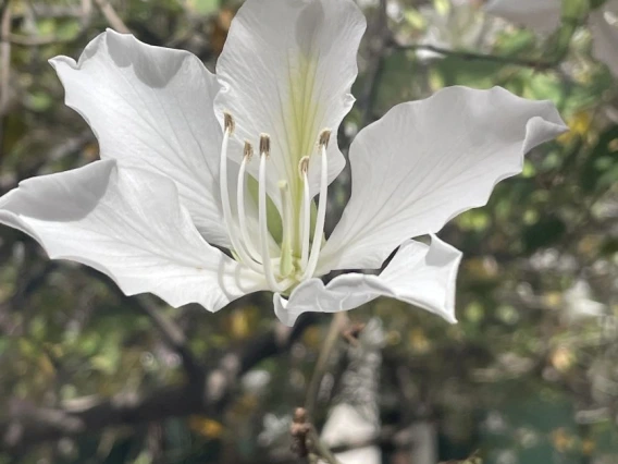 Bauhinia variegata candida